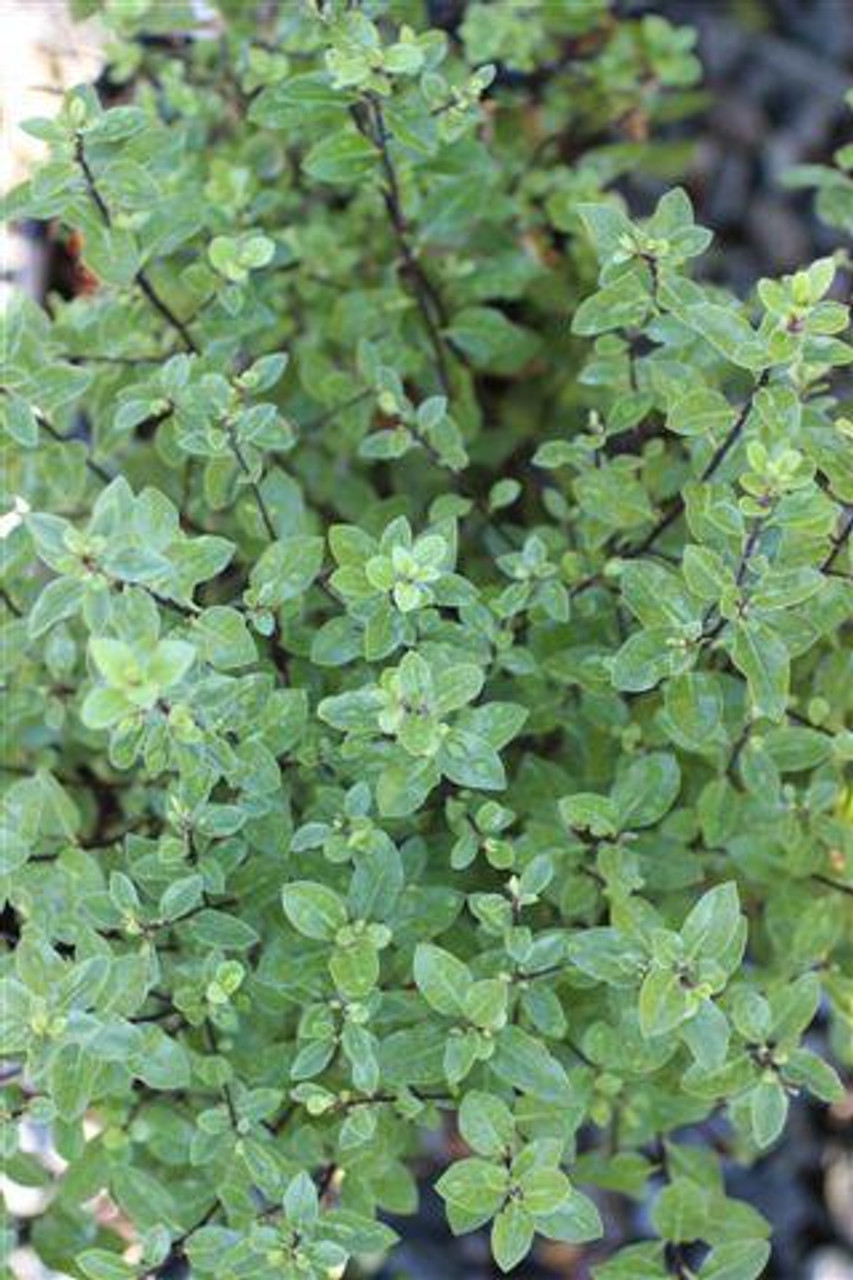 Pittosporum tenuifolium 'Elfin' Devil Mountain Wholesale Nursery